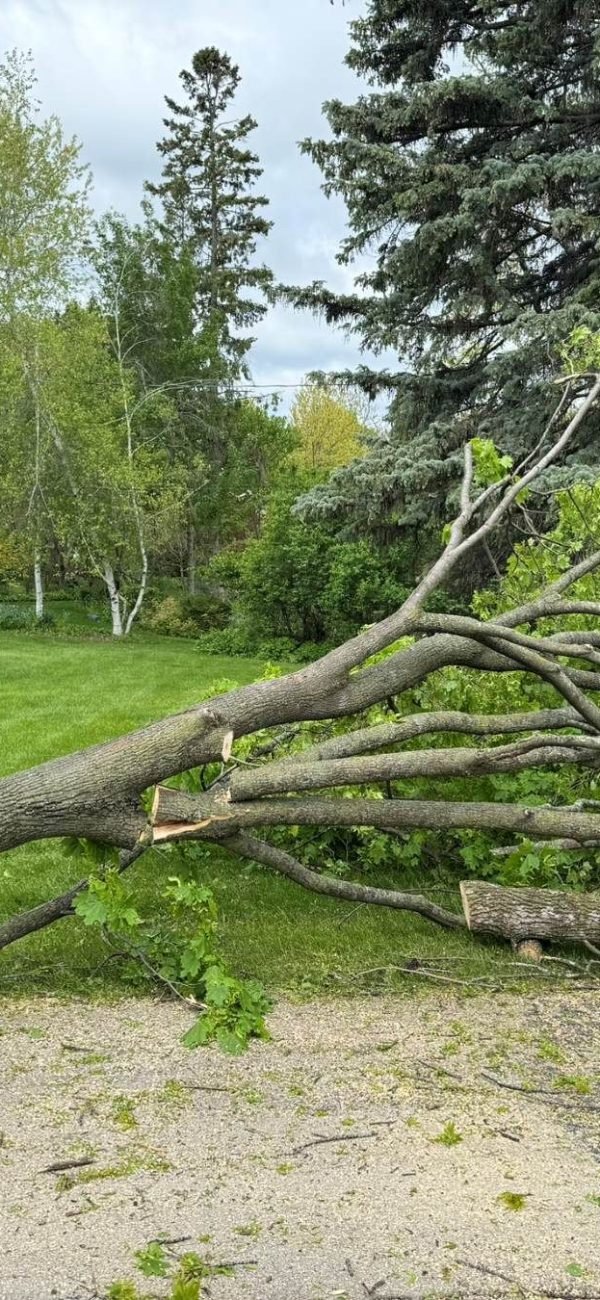 canopy-cops-tree-service-llc-hero-home-97db437e-1920w